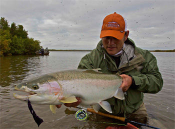 Fly fishing for trophy Alaska rainbow trout